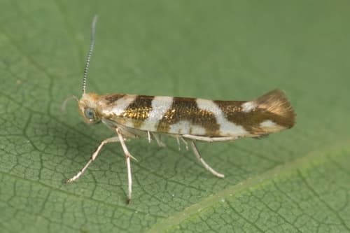 Bronze Alder Moth