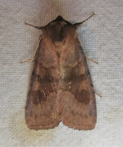 Bronzed Cutworm Moth