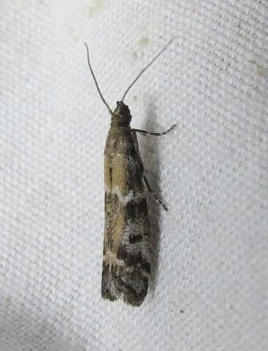 Brower's Vitula Moth