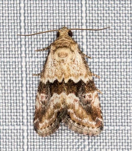 Brown-bar Moth