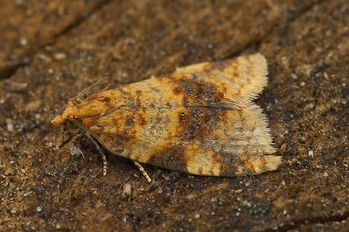 Brown-Barred Tortrix