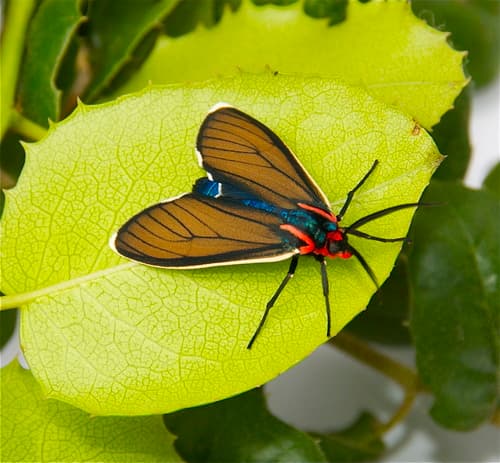 Brown Ctenucha