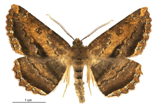 Brown evening moth