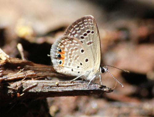 Brown Grass Jewel