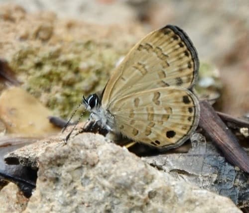 Brown Lineblue