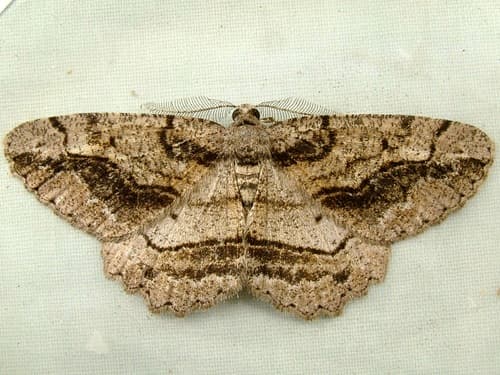 Brown-lined Looper