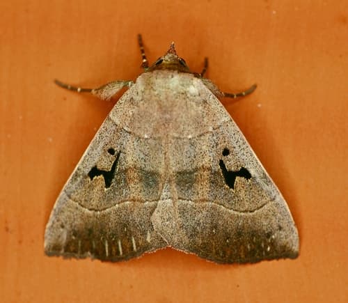 Brown Panopoda Moth