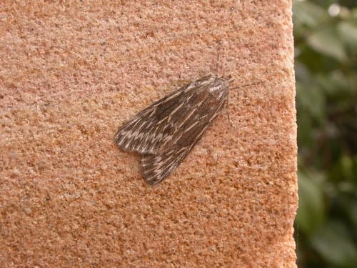 Brown Pasture Looper