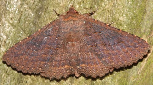 Mottled Umber