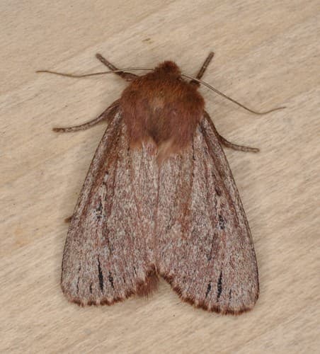 Brown Satyr Moth