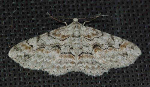 Brown-shaded Gray