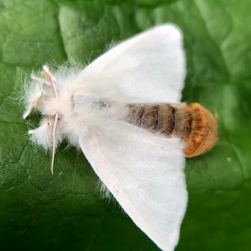 Brown-tail Moth