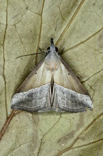 Brown Triangle Snout