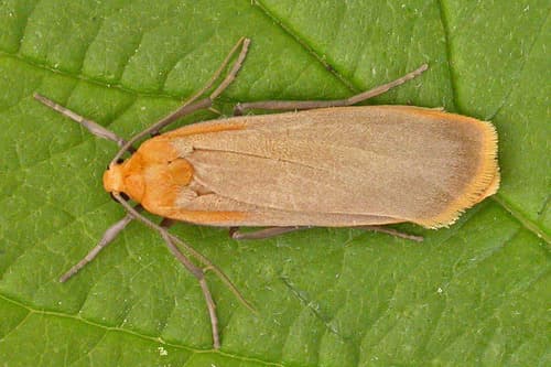 Buff Footman