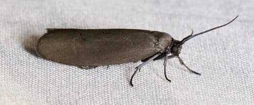 Bumelia Webworm Moth