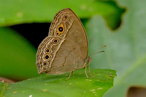 Burmese Bushbrown