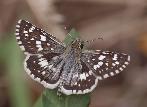 Orcynoides Skipper
