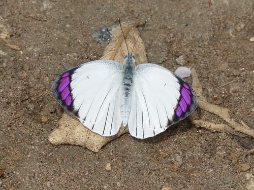 Bushveld Purple Tip