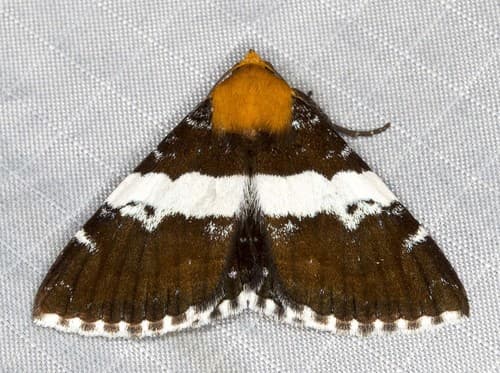 Broad-banded Buzara