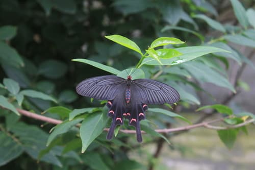 Mencius's Swallowtail