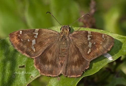 Caballo Skipper