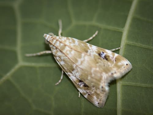 Cabbage Budworm Moth