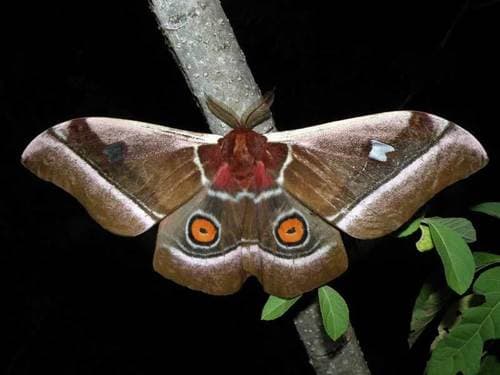 Cabbage Tree Emperor
