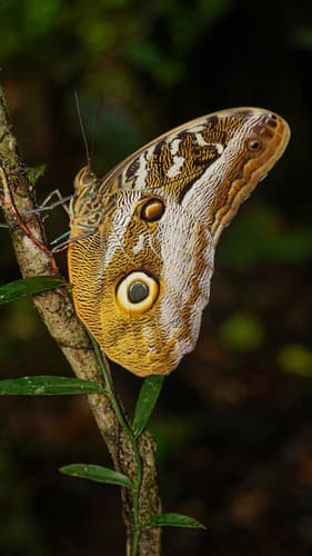 Idomeneus Owl Butterfly
