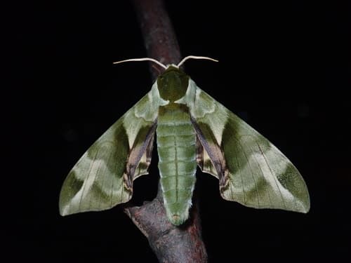 Gabyae Hawk-moth
