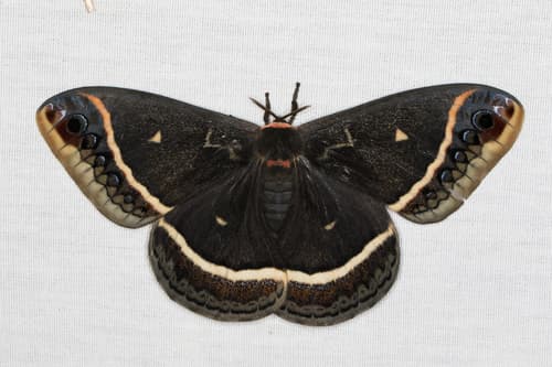 Calleta Silkmoth