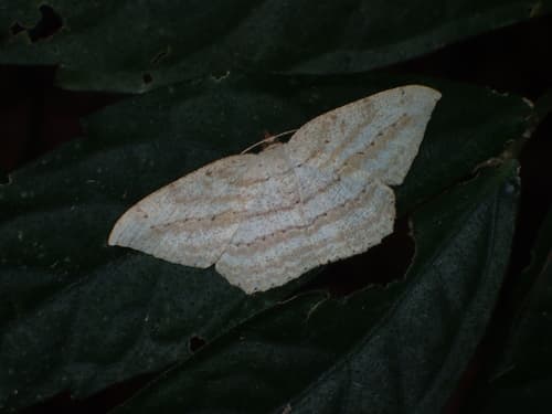 Oblique Striped Moth