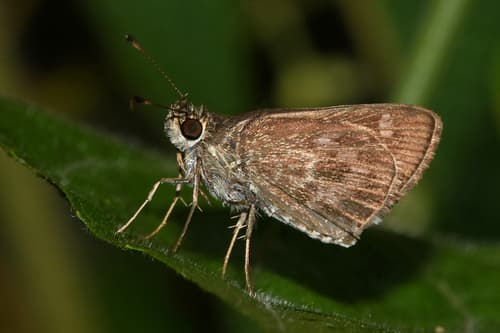 Callimormus corades