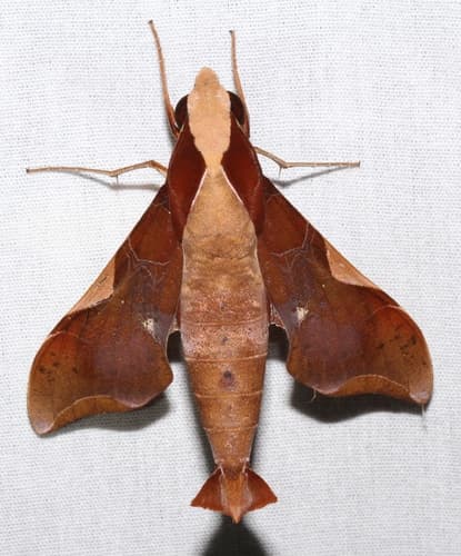 Callionima nomius
