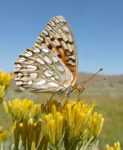 Callippe Fritillary