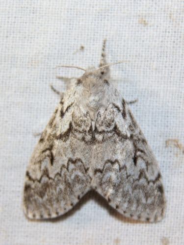 Fir Tussock Moth