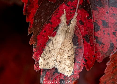 Angled Tussock Moth