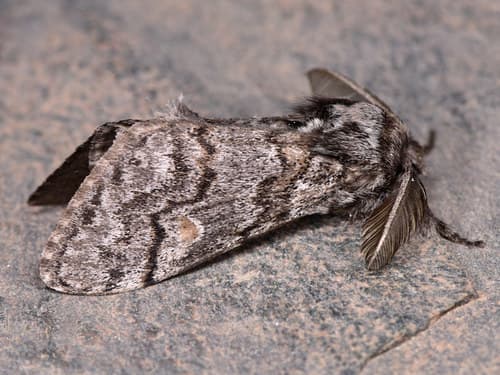 Canary Islands Tussock Moth