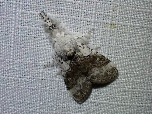 None widely accepted