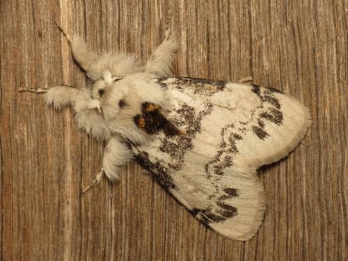 Calliteara rotundata