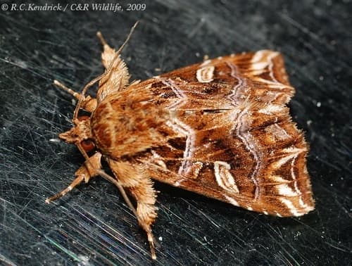 Exotic Owlet Moth
