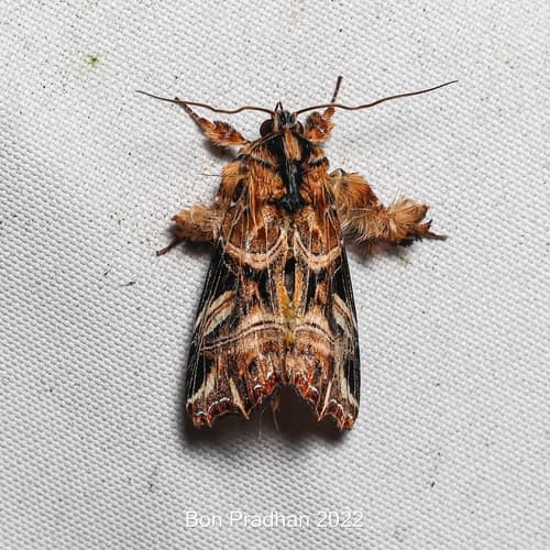 Callopistria repleta