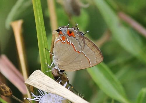 Caulonia Hairstreak
