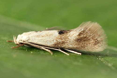 canary-grass miner