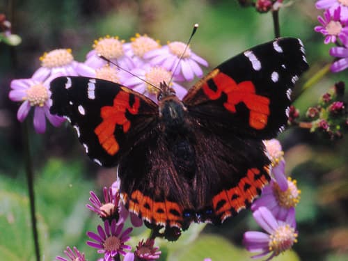 Canary Red Admiral