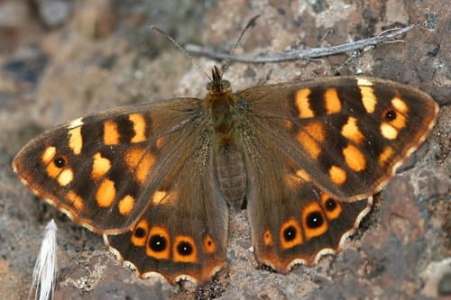 Canary Speckled Wood