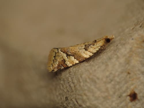 Capua euphona