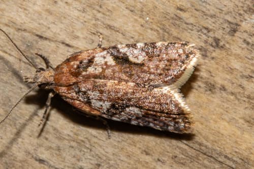 Fruit-tree Leafroller