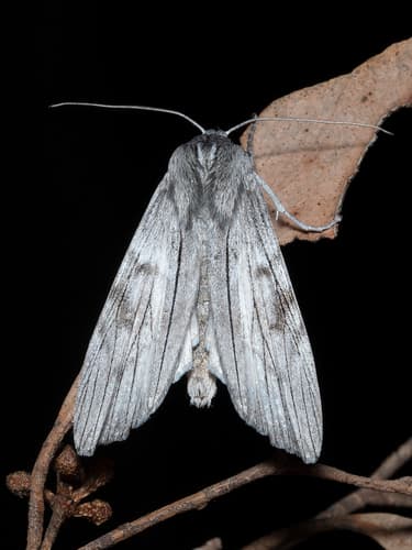 Eucalyptus Moth