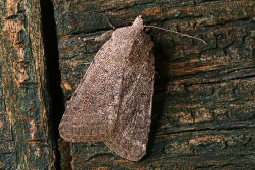 Yellow-reniform Rustic