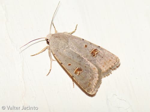 Pale Mottled Willow